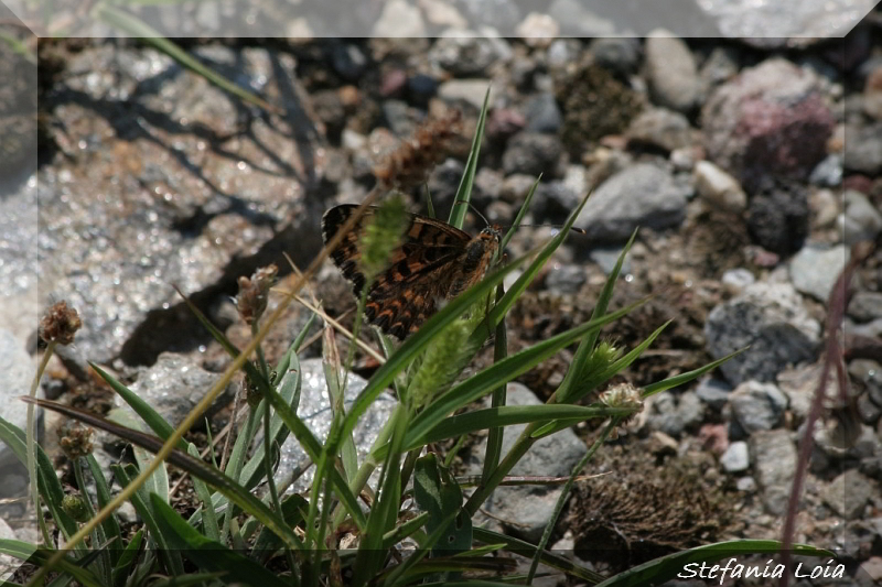 Melitaea didyma